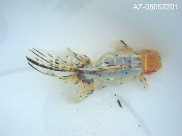 東錦 あずまにしき 金魚専門店 金魚亭